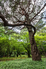 駒場公園（東京都目黒区）