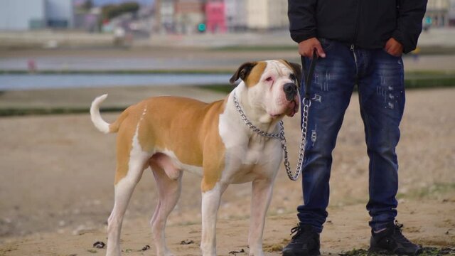 Beautiful American Staffordshire on the beach with his owner standing next to his leg watching