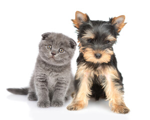 Yorkshire Terrier puppy and kitten sit together in front view and look at camera. Isolated on white background