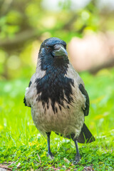 Black crow walks on green lawn. Raven on grass. Wild bird on meadow.