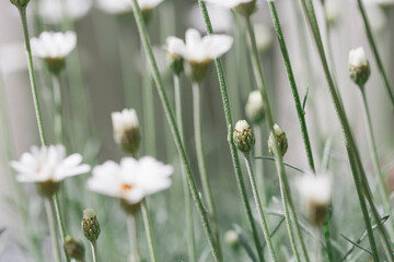 White flowers in garden with focus on new buds