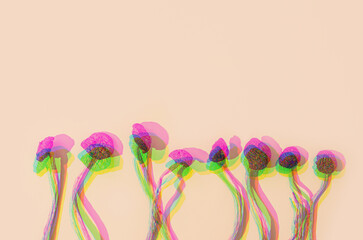 Magic Mushrooms