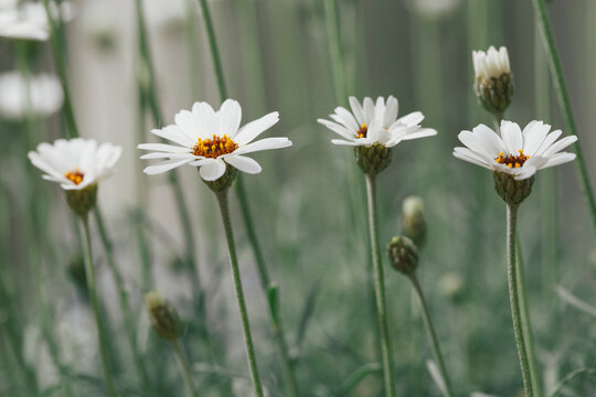 Row of blooming white daisies in garden