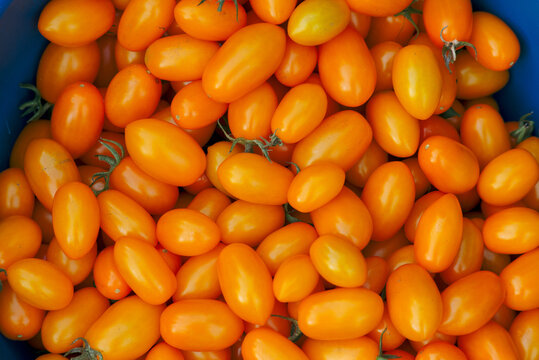 Fresh harvest of yellow tomatoes 