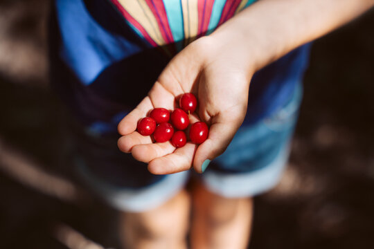 Cornel fruit in hand