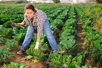 Skilled farm workwoman gathering crop of savoy cabbage on vegetable plantation. Autumn harvest time