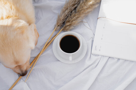 Cute Labrador, Cup Of Coffee, Pampas Grass And Notebook