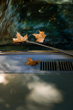 Fall leaves on a vintage car