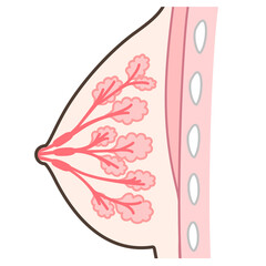 乳腺の構造のイラスト
