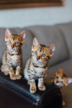 Three adorable kittens