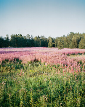 Wild Flower Meadow 