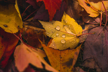 Rain Drops On Yellow Autumn Leaf