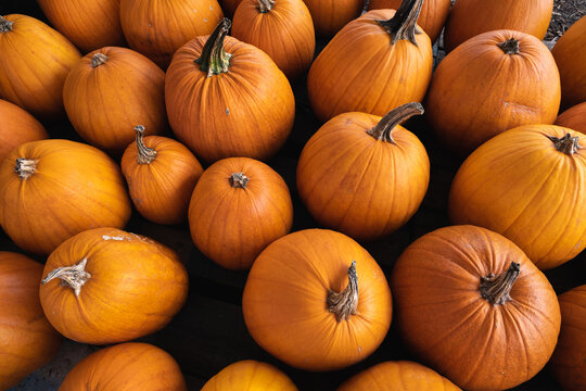 Fresh Pumpkins at New England Farm