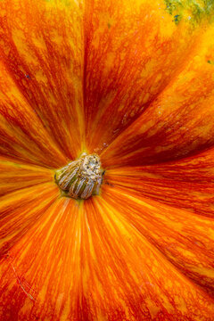 Orange Pumpkin Macro From Above