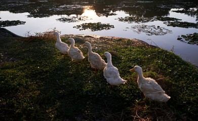 Closeup of five cute ducks
