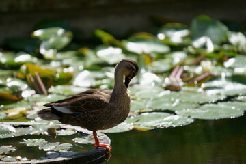 カルガモの水浴び