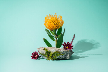 Protea flower on turquoise background