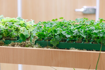 Growing greens and microgreens at home on a windowsill or in a greenhouse, plants on the balcony