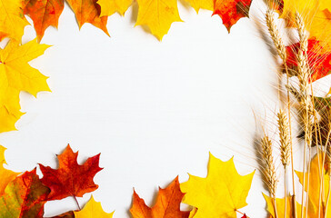 White wooden table with bright multi-colored maple leaves and spikelets of ripe organic wheat top view. Autumn background with harvest and copy space.