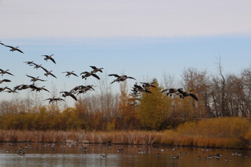 Flock Coming In, Pylypow Wetlands, Edmonton, Alberta