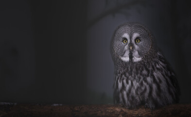 The best portrait of an owl in the forest - 463753708