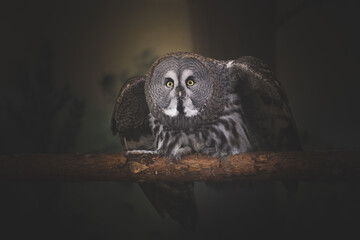 The best portrait of an owl in the forest