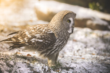 The best portrait of an owl in the forest - 463753720