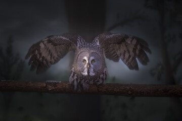 The best portrait of an owl in the forest - 463753729