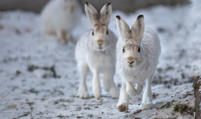 The best portrait of a hare in winter - 463753734