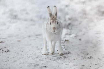 The best portrait of a hare in winter - 463753742