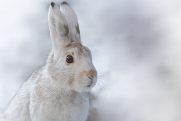 The best portrait of a hare in winter - 463753748