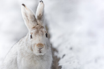 The best portrait of a hare in winter - 463753754