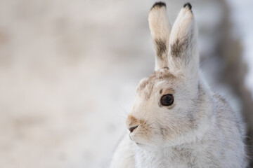 The best portrait of a hare in winter - 463753768