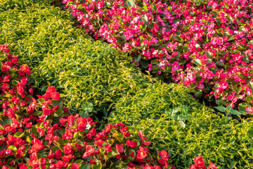 Landscape background with bright red flower beds blossoming against green tall grass