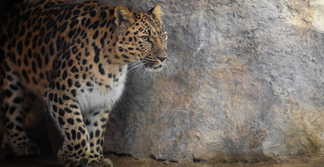 The best portrait of a leopard - 463753901