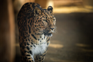 The best portrait of a leopard - 463753902