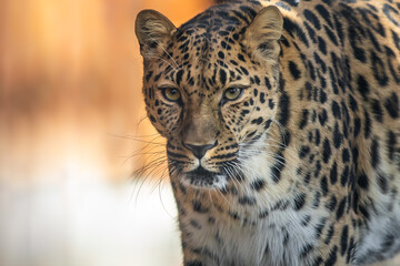 The best portrait of a leopard