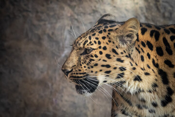 The best portrait of a leopard - 463753909