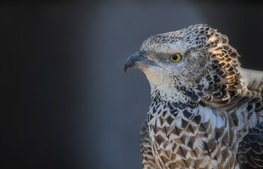 Portrait of a wasp eagle - 463753916