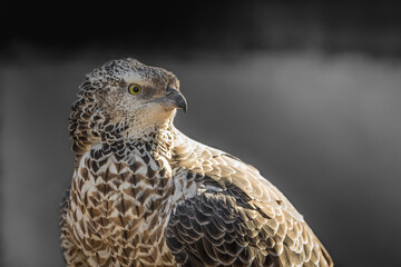 Portrait of a wasp eagle - 463753917