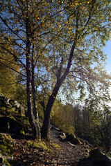 M&ouml;rschieder Burr im Nationalpark Hunsr&uuml;ck-Hochwald