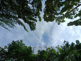 trees and sky