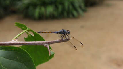 Side view of a purple dragonfly perched on the top end of a broken branch tip