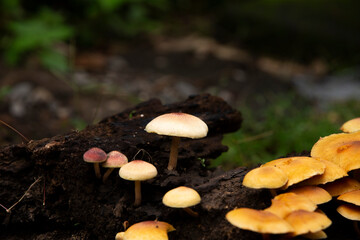 poisonous mushroom in the woods