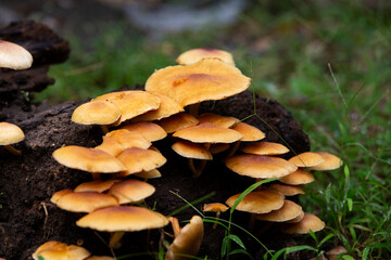 poisonous mushroom in the woods