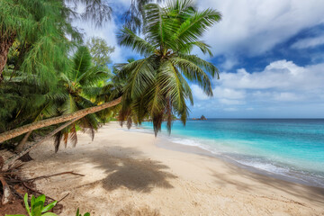 Tropical sandy beach with coco palms and the turquoise sea on Caribbean island.	