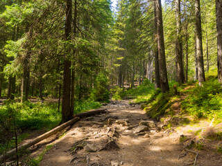 Scenic Trail full of roots in the middle of wooden coniferous forrest, surrounded by green bushes and leaves and ferns on a Fall Evening in Carpathian Nature. Amazing pedestrian track in Ukraine. 