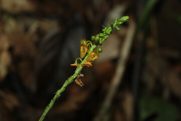 Hetaeria sp. an endemic orchid from indonesian new guinea