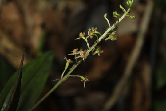 Crepidium sp, an endemic orchid from indonesian new guinea