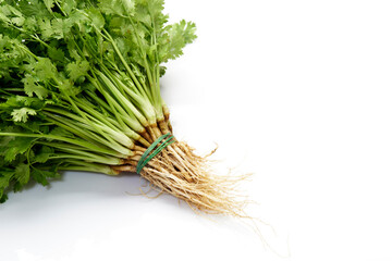 Fresh coriander leaves white background